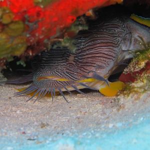 Splendid ToadFish