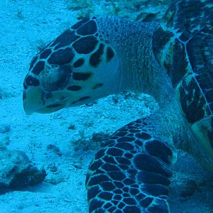 Turtle Eating