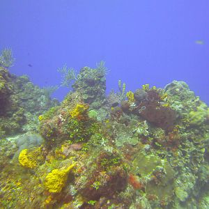 Cozumel Dive Trip October 2012: my first blue water