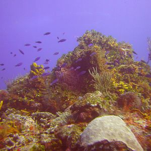 Cozumel Dive Trip October 2012: my first blue water