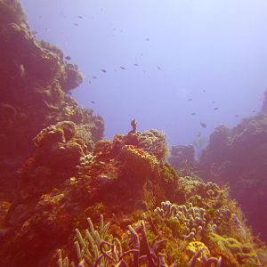Cozumel Dive Trip October 2012: my first blue water
