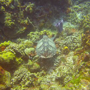 Cozumel Dive Trip October 2012: my first blue water