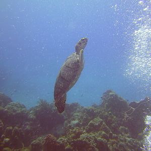 Cozumel Dive Trip October 2012: my first blue water