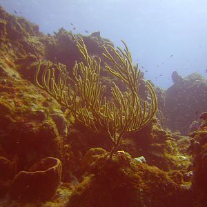 Cozumel Dive Trip October 2012: my first blue water
