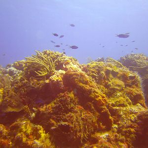 Cozumel Dive Trip October 2012: my first blue water