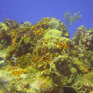 Cozumel Dive Trip October 2012: my first blue water
