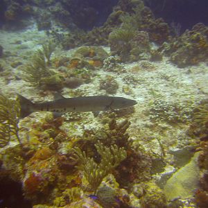 Cozumel Dive Trip October 2012: my first blue water