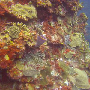Cozumel Dive Trip October 2012: my first blue water
