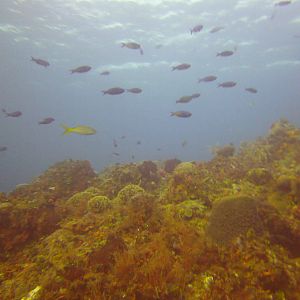 Cozumel Dive Trip October 2012: my first blue water