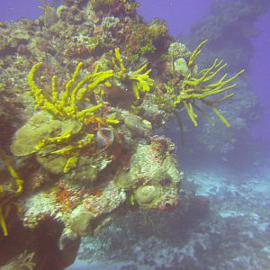 Cozumel Dive Trip October 2012: my first blue water