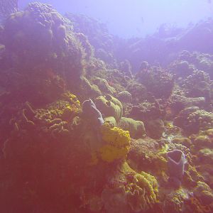 Cozumel Dive Trip October 2012: my first blue water