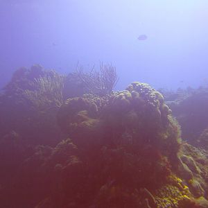 Cozumel Dive Trip October 2012: my first blue water