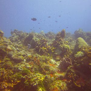 Cozumel Dive Trip October 2012: my first blue water