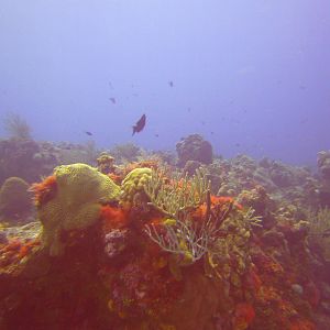 Cozumel Dive Trip October 2012: my first blue water