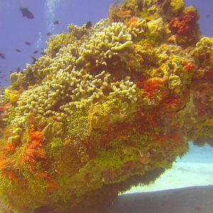 Cozumel Dive Trip October 2012: my first blue water