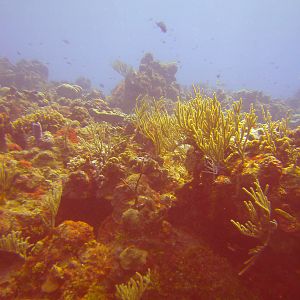 Cozumel Dive Trip October 2012: my first blue water