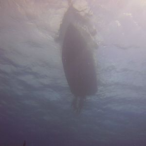 Cozumel Dive Trip October 2012: my first blue water