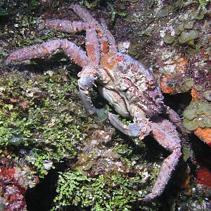 feeling crabby
