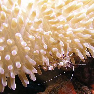Spotted cleaner shrimp