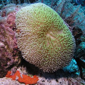 Sun anemone