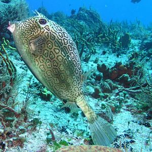 honeycomb cowfish