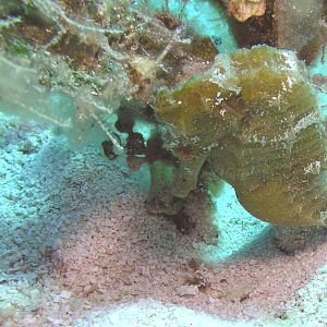 My first seahorse in years