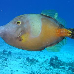 whitespotted filefish