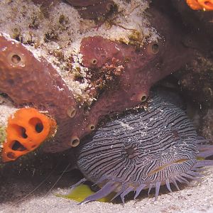 splendid, simply splendid