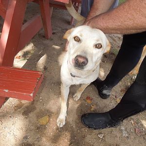 Goldie the 288 Lake pooch