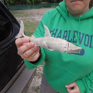 The rare Comal River Shark