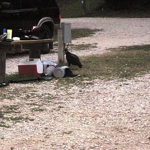 Tubing and kayaking at the Comal