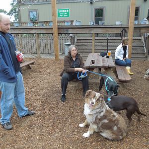 Going to the dogs