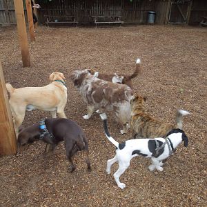 the pack