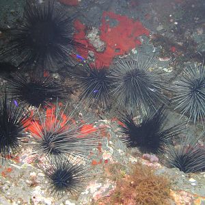 Urchin to go divin'