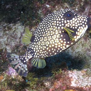 boxfish