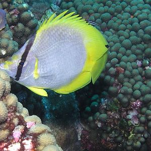 butterfly