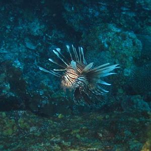 Bad Lionfish!