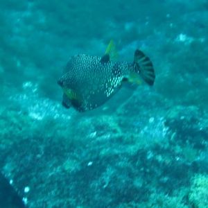 Smooth Trunkfish