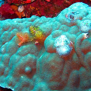 Christmas tree worms