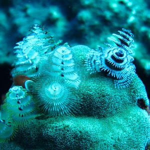 More Christmas tree worms