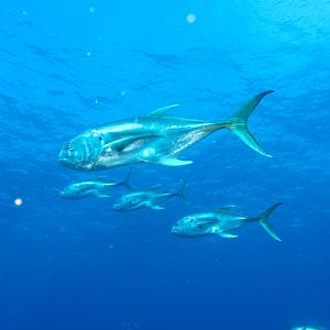 Crevalle Jacks