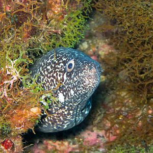 Spotted Moray being friendly