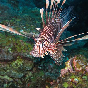 Lion fish invasion