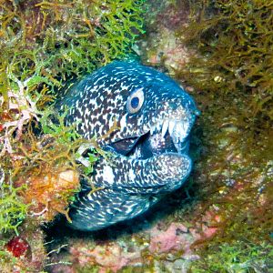 Spotted Moray being mean