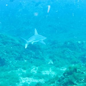 Sandbar shark