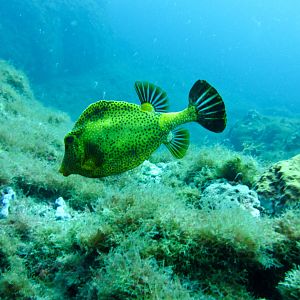 Smooth Trunkfish Golden Variatin