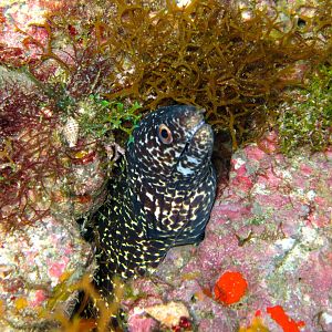 Spotted Moray