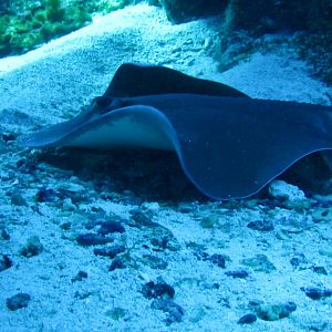Sting ray Leaving