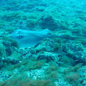 Sting ray