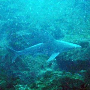Sandbar Shark